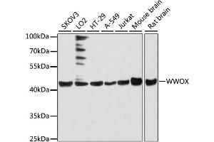 Western blot analysis of extracts of various cell lines, using WWOX antibody (ABIN6293667) at 1:3000 dilution.
