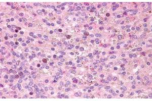 Image no. 1 for anti-G Protein-Coupled Receptor 171 (GPR171) (Extracellular Domain) antibody (ABIN1048755) (GPR171 antibody  (Extracellular Domain))