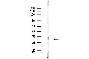 anti-Spi-C Transcription Factor (Spi-1/PU.1 Related) (SPIC) (Internal Region) antibody