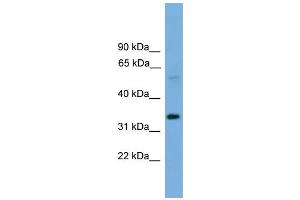 WB Suggested Anti-TM7SF4 Antibody Titration:  0. (Transmembrane 7 Superfamily Member 4 (TM7SF4) (N-Term) antibody)