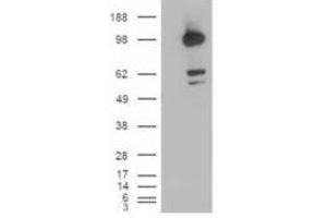 Image no. 1 for anti-CUB Domain Containing Protein 1 (CDCP1) (C-Term), (Isoform 1) antibody (ABIN374144)