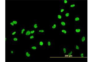 Immunofluorescence of monoclonal antibody to HMGB2 on HeLa cell. (HMGB2 antibody  (AA 1-195))