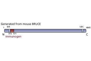 Image no. 3 for anti-Baculoviral IAP Repeat-Containing 6 (BIRC6) (AA 372-571) antibody (ABIN968409) (BIRC6 antibody  (AA 372-571))