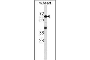 Western blot analysis in mouse heart tissue lysates (35ug/lane).