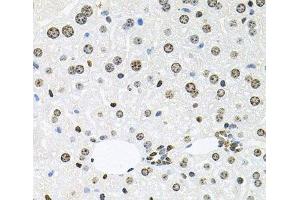 Immunohistochemistry of paraffin-embedded Mouse liver using HDAC3 Polyclonal Antibody at dilution of 1:100 (40x lens). (HDAC3 antibody)