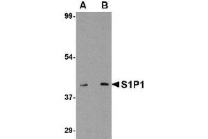 Western blot analysis of S1P1 in Mouse thymus lysate with EDG-1 / S1PR1 antibody at 1 µg/ml (A) and 2 μg/ml (B).