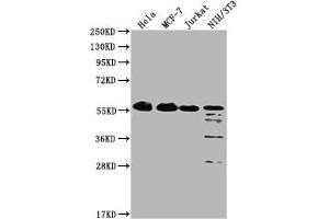 Western Blot Positive WB detected in: Hela whole cell lysate, MCF-7 whole cell lysate, Jurkat whole cell lysate, NIH/3T3 whole cell lysate All lanes: PKM antibody at 1:1000 Secondary Goat polyclonal to Mouse IgG at 1/10000 dilution Predicted band size: 58 kDa Observed band size: 58 KDa Exposure time: 1 min (PKM antibody  (AA 2-531))