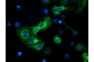 Anti-BECN1 mouse monoclonal antibody (ABIN2454419) immunofluorescent staining of COS7 cells transiently transfected by pCMV6-ENTRY BECN1 (RC201629). (Beclin 1 antibody)