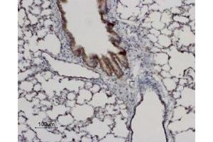 Expression of AQP8 in rat lung - Immunohistochemical staining of rat lung paraffin-embedded sections using Anti-Aquaporin 8 Antibody (ABIN7042944 and ABIN7045205), (1:100). (Aquaporin 8 antibody  (Intracellular, N-Term))