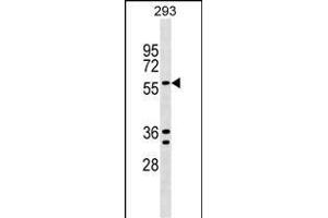 TRAFD1 Antibody (C-term) (ABIN1537452 and ABIN2848856) western blot analysis in 293 cell line lysates (35 μg/lane). (TRAFD1 antibody  (C-Term))