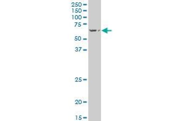 HECA antibody  (AA 434-543)