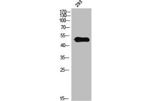 Western Blot analysis of 3T3 cells using Phospho-IL-13Rα1 (Y405) Polyclonal Antibody (IL13 Receptor alpha 1 antibody  (pTyr405))