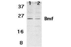 Western blot analysis of Bmf expression in human HepG2 (lane 1) and 293 (lane 2) cell lysates with AP30157PU-N Bmf antibody at 2 μg /ml. (BMF antibody  (N-Term))