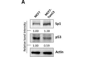Western Blotting (WB) image for anti-Tumor Protein P53 (TP53) antibody (ABIN2855525)