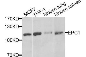 Western blot analysis of extracts of various cells, using EPC1 antibody. (EPC1 antibody)