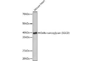 Western blot analysis of extracts of Mouse heart, using Delta-sarcoglycan (SGCD) Rabbit mAb (ABIN7270144) at 1:1000 dilution. (SGCD antibody)