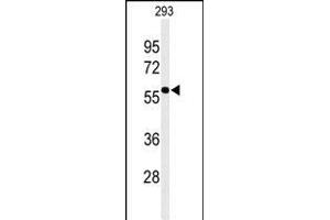 Western blot analysis of EXOC3L2 Antibody (N-term) (ABIN651216 and ABIN2840135) in 293 cell line lysates (35 μg/lane). (EXOC3L2 antibody  (N-Term))