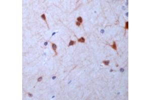 Human cerebellum stained with Anti-GC beta (GUCY1B3 antibody  (AA 189-207))