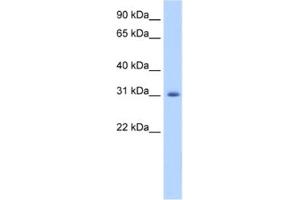 Western Blotting (WB) image for anti-Apolipoprotein B mRNA Editing Enzyme, Catalytic Polypeptide-Like 2 (APOBEC2) antibody (ABIN2462227)
