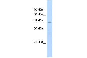 WB Suggested Anti-CHRNB2 Antibody Titration:  2. (CHRNB2 antibody  (Middle Region))