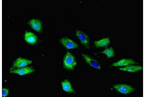Immunofluorescence (IF) image for anti-Sphingosine-1-Phosphate Receptor 1 (S1PR1) (AA 311-382) antibody (ABIN7170565)