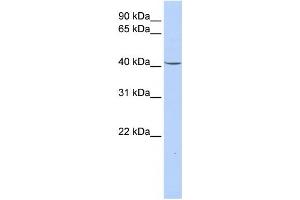 Western Blotting (WB) image for anti-Glycerol-3-Phosphate Dehydrogenase 1 (Soluble) (GPD1) antibody (ABIN2458632) (GPD1 antibody)