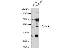 Western blot analysis of extracts of various cell lines, using Cyclin  antibody (ABIN6127726, ABIN6138071, ABIN6138072 and ABIN6221269) at 1:1000 dilution. (Cyclin A1 antibody  (AA 1-230))