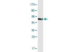 Western Blot detection against Immunogen (55. (TMIGD1 antibody  (AA 1-262))