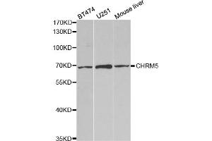 Western blot analysis of extracts of various cell lines, using CHRM5 antibody (ABIN5973103) at 1/1000 dilution. (CHRM5 antibody)