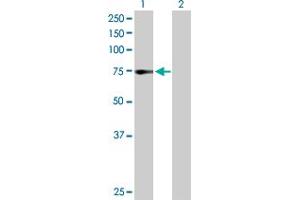 Western Blot analysis of ZNF133 expression in transfected 293T cell line by ZNF133 MaxPab polyclonal antibody. (ZNF133 antibody  (AA 1-653))
