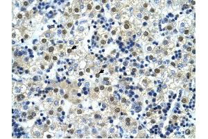 NFYC antibody was used for immunohistochemistry at a concentration of 4-8 ug/ml to stain Hepatocytes (arrows) in Human Liver. (NFYC antibody  (C-Term))