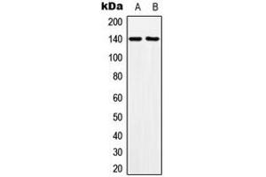 Western blot analysis of MOV10L1 expression in HeLa (A), NIH3T3 (B) whole cell lysates. (MOV10L1 antibody  (Center))