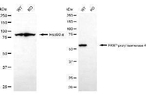 Western blotting analysis using FKBP prolyl isomerase 4 antibody (ABIN7800928).