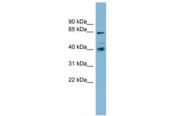 TM9SF4 antibody  (N-Term)
