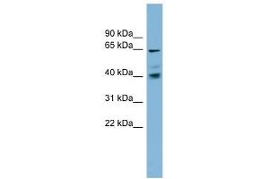 TM9SF4 antibody used at 1 ug/ml to detect target protein. (TM9SF4 antibody  (N-Term))