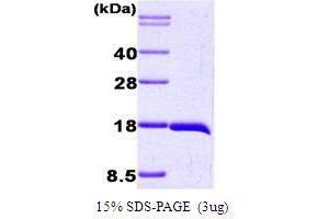 SDS-PAGE (SDS) image for Interleukin 1, beta (IL1B) (AA 117-269) peptide (ABIN934955)