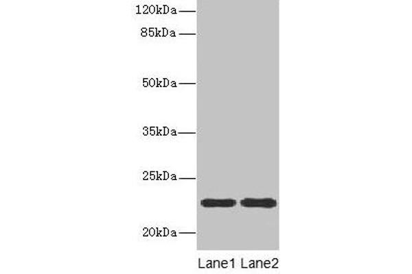 ASF1B antibody  (AA 1-202)