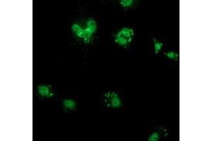 Anti-COX6B2 mouse monoclonal antibody (ABIN2452920) immunofluorescent staining of COS7 cells transiently transfected by pCMV6-ENTRY COX6B2 (RC206224). (COX6B2 antibody)