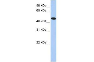 WB Suggested Anti-TXNDC5 Antibody Titration: 0. (TXNDC5 antibody  (N-Term))