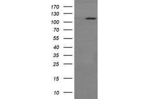 Image no. 2 for anti-RAS P21 Protein Activator (GTPase Activating Protein) 1 (RASA1) antibody (ABIN1500606) (RASA1 antibody)