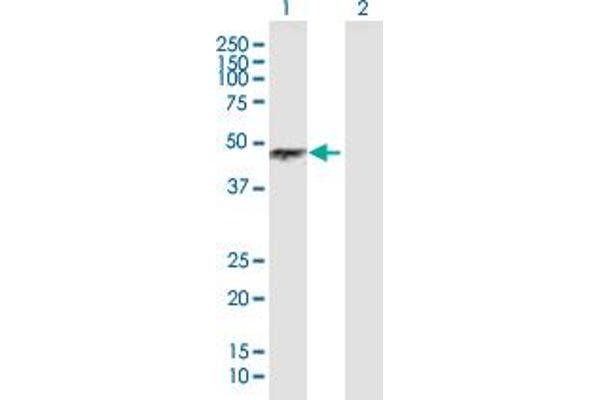 BAG5 antibody  (AA 1-447)