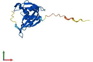AlphaFold protein structure predicition of Mouse Recombinant Nudt11 Protein, UniprotID P0C028
