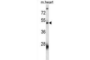 VSIG8 Antibody (C-term)(Ascites) ABIN1539979 western blot analysis in mouse heart tissue lysates (35 μg/lane). (VSIG8 antibody  (C-Term))