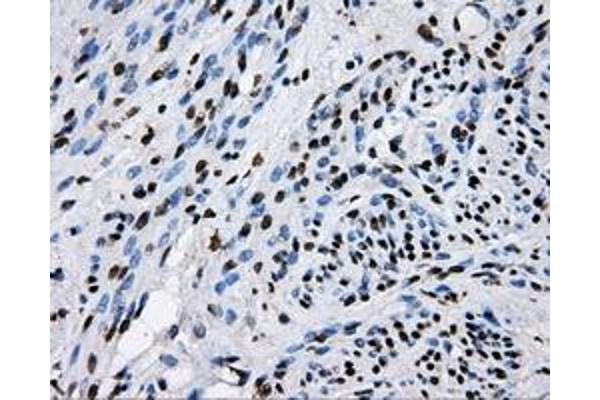 RALBP1 antibody