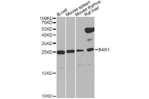 Western Blotting (WB) image for anti-BCL2-Antagonist/killer 1 (BAK1) (AA 62-112) antibody (ABIN3020677)