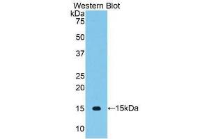 Western Blotting (WB) image for anti-Vascular Endothelial Growth Factor C (VEGFC) (AA 108-223) antibody (ABIN3209175) (VEGFC antibody  (AA 108-223))