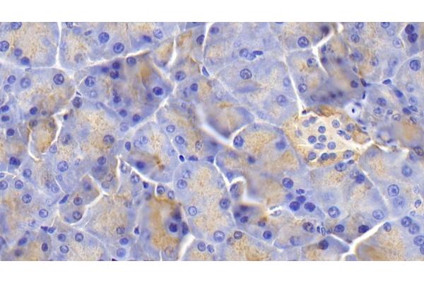 SLIT3 antibody  (AA 454-498)