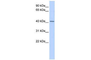 WB Suggested Anti-SNUPN Antibody Titration:  0. (Snurportin 1 antibody  (Middle Region))