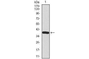 Western blot analysis using SST mAb against human SST recombinant protein. (Somatostatin antibody  (AA 1-116))