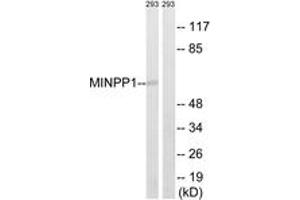 Western blot analysis of extracts from 293 cells, using MINPP1 Antibody. (MINPP1 antibody  (AA 328-377))